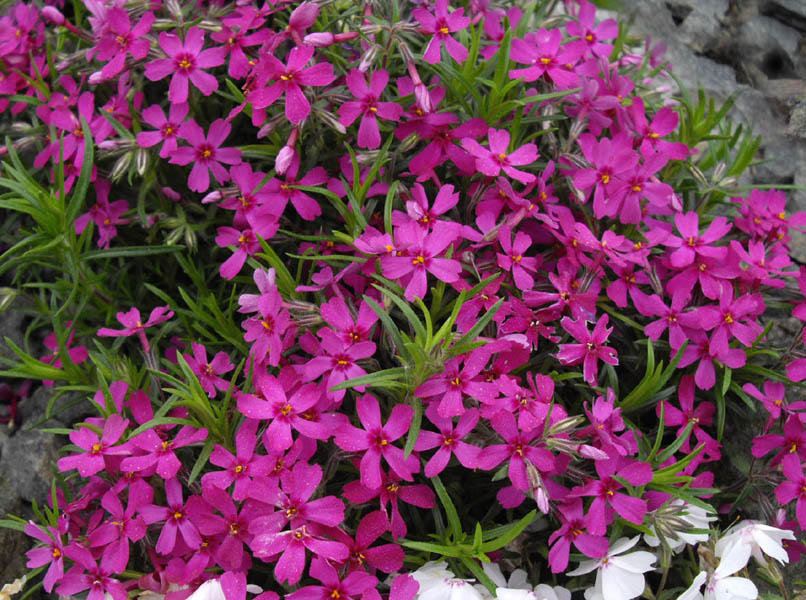 Phlox subulata 'Temiskaming' photo